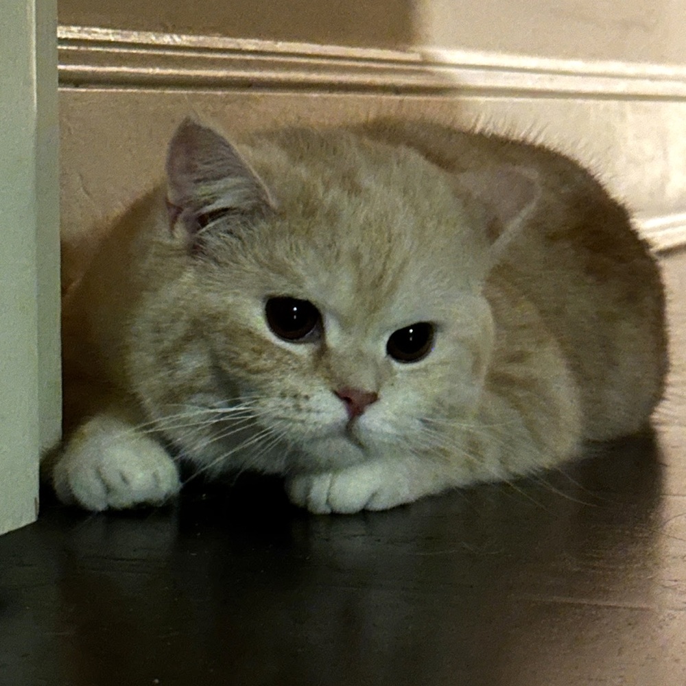 Meet your Posher, Simba